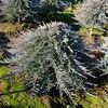 Juniperus horizontalis 'Blue Chip Tree'