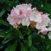 Rhododendron Yakushimanum 'Happy'