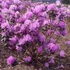 Rhododendron 'PJM'