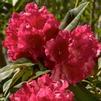 Rhododendron 'Unknown Warrior'