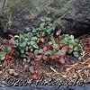 Gaultheria procumbens 'Wintergreen'