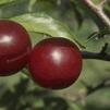 Fruit Prunus 'Toka'