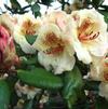 Rhododendron 'Viscy'