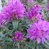 Rhododendron 'Pioneer Slivery Pink'